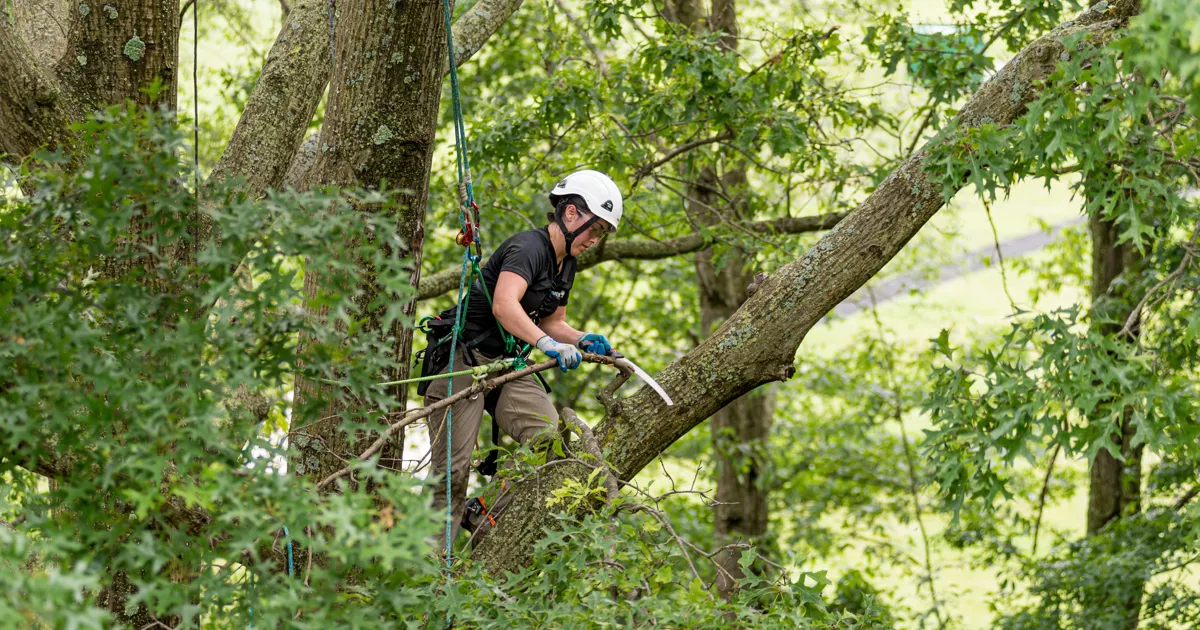 tree trimming and pruning